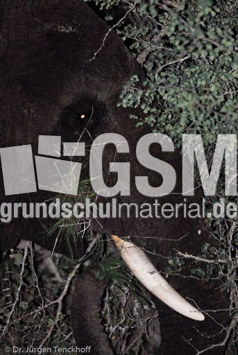 Afrikanischer Elefant (13 von 131).jpg